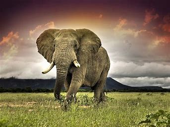 Close-up of African Elephant